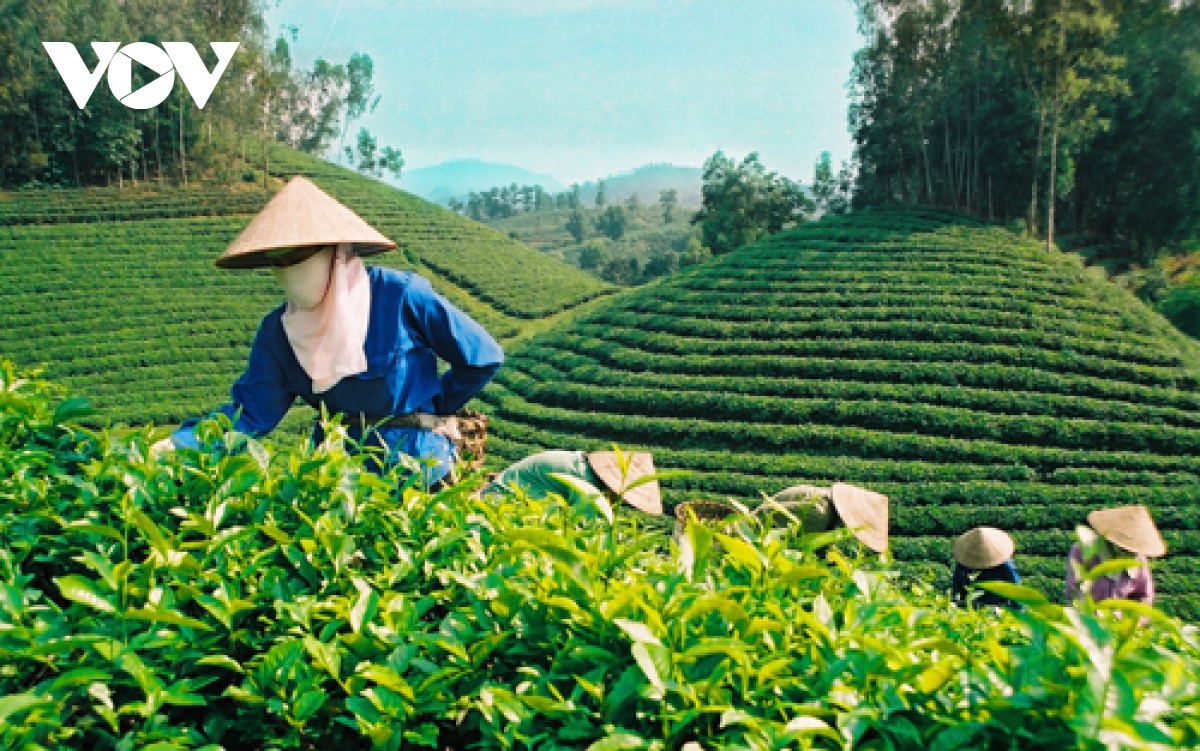 Vietnam represents 5th largest tea supplier to US